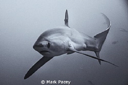 A scrappy looking Thresher Shark of Monad Shoal coming a ... by Mark Pacey 